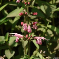 Salvia coccinea Buc'hoz ex Etl.